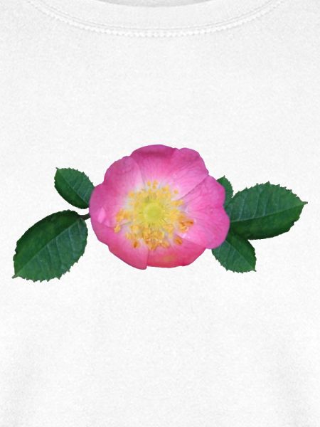 Rose Rosen rosa Rose
