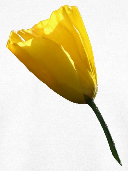 gelber Mohn Klatschmohn Mohnblume