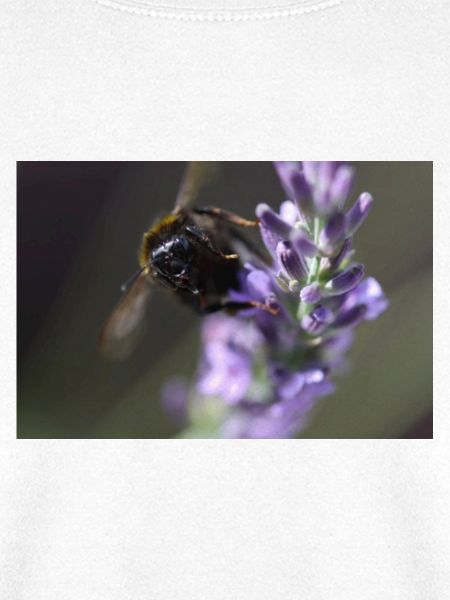 Biene lavendel Lavendelblüte