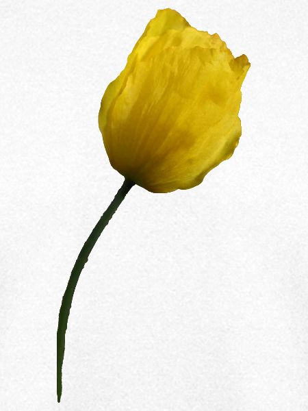 gelber Mohn Klatschmohn Mohnblume