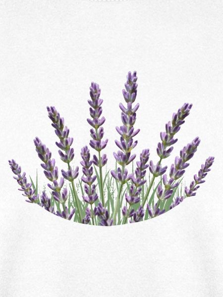 Lavendelhalme Lavendel