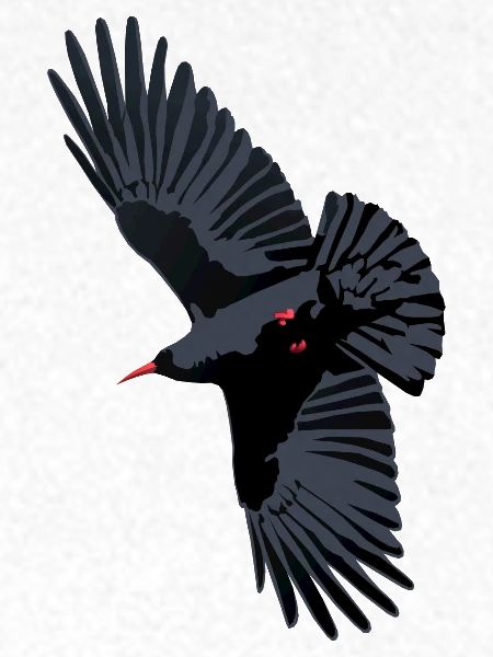 Rotschnabel-Chough-Flug
