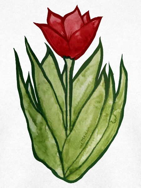 Tulpen-Aquarellblüte