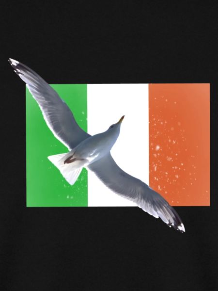 Ireland Irland Möwe