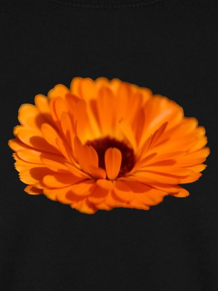 Ringelblume
