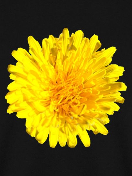 Loewenzahn Löwenzahnblüte gelbe Blume