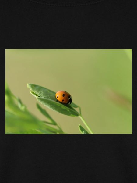 Marienkäfer Käferchen Maikäfer