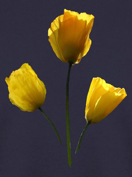 gelbe Mohnblumen gelber Mohn