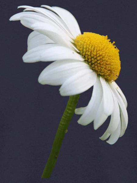 Margerite Gänseblume