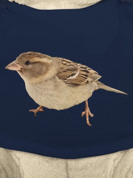 Vogel