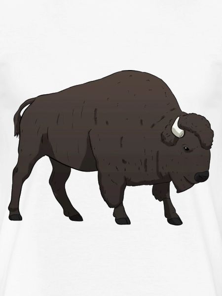 Bison Büffel