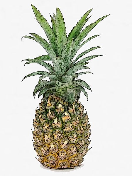 Ananas | Pineapple