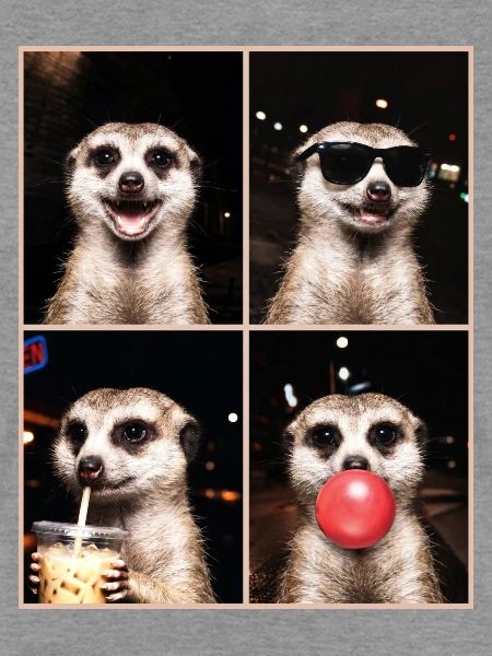 Meerkat Erdmännchen