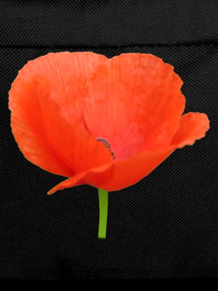 Mohnblume Klatschmohn rote Blume