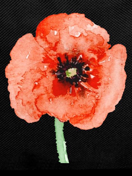 Mohnblume
