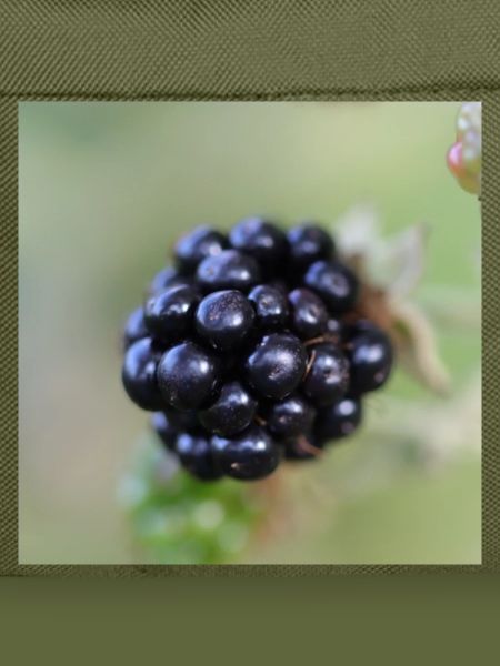 Brombeere Brombeeren Beeren Früchte