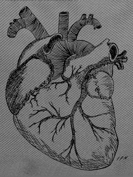 Anatomisches Herz