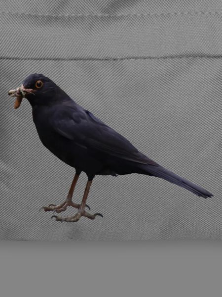 Amsel Vogel schwarzer Vogel