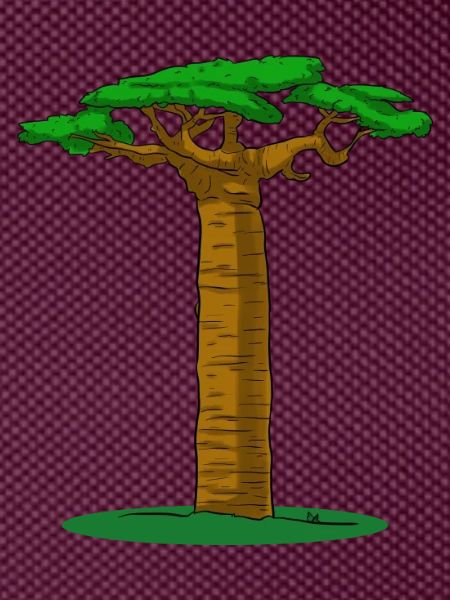 Baobab Tree