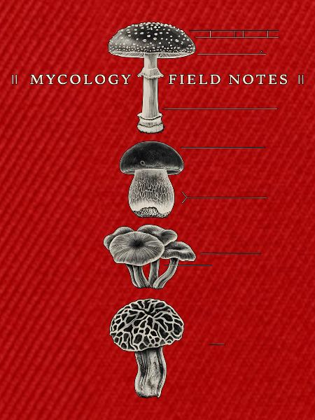 Mycology Field Notes Pilzsuche