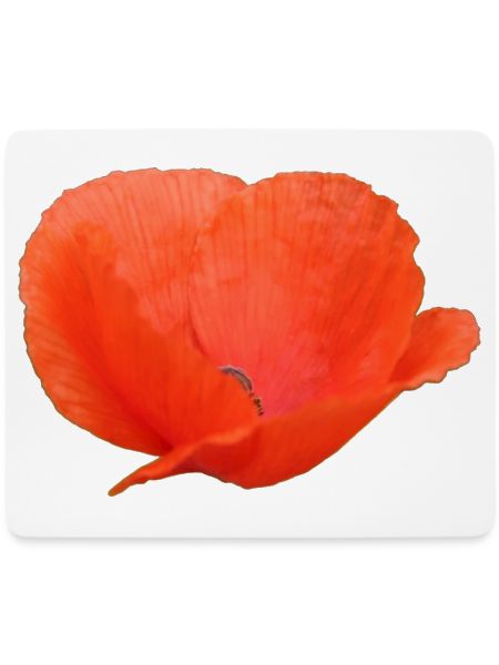 Mohnblume Mohn Klatschmohn
