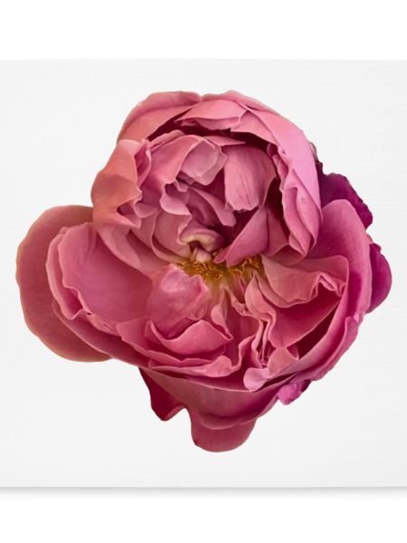 Elegante rosa Rosenblüte