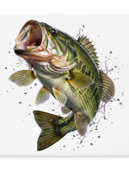 Fisch, Angeln, Fischer