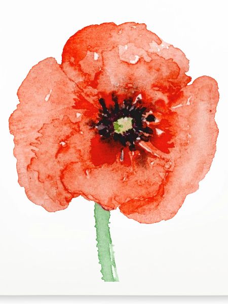 Mohnblume