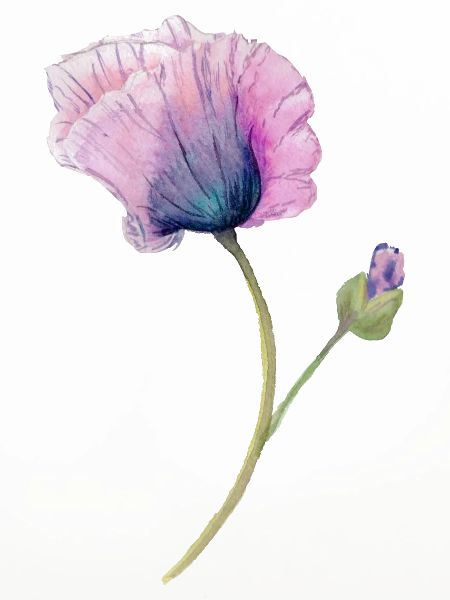 Blume
