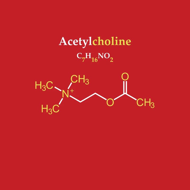 Acetylcholine Molecule