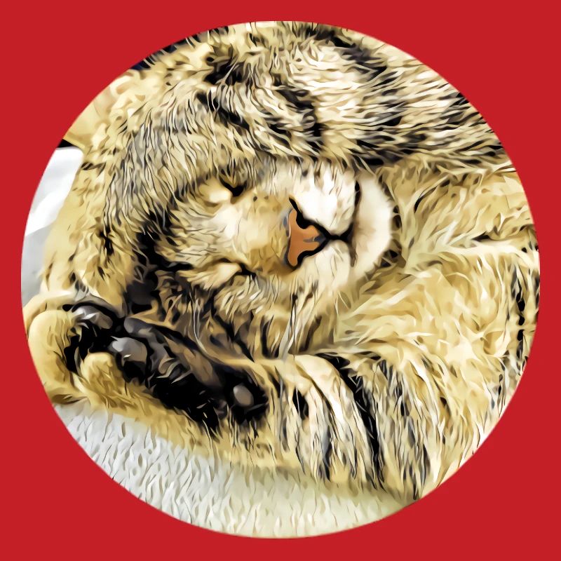 Chubby sleeping tabby cat