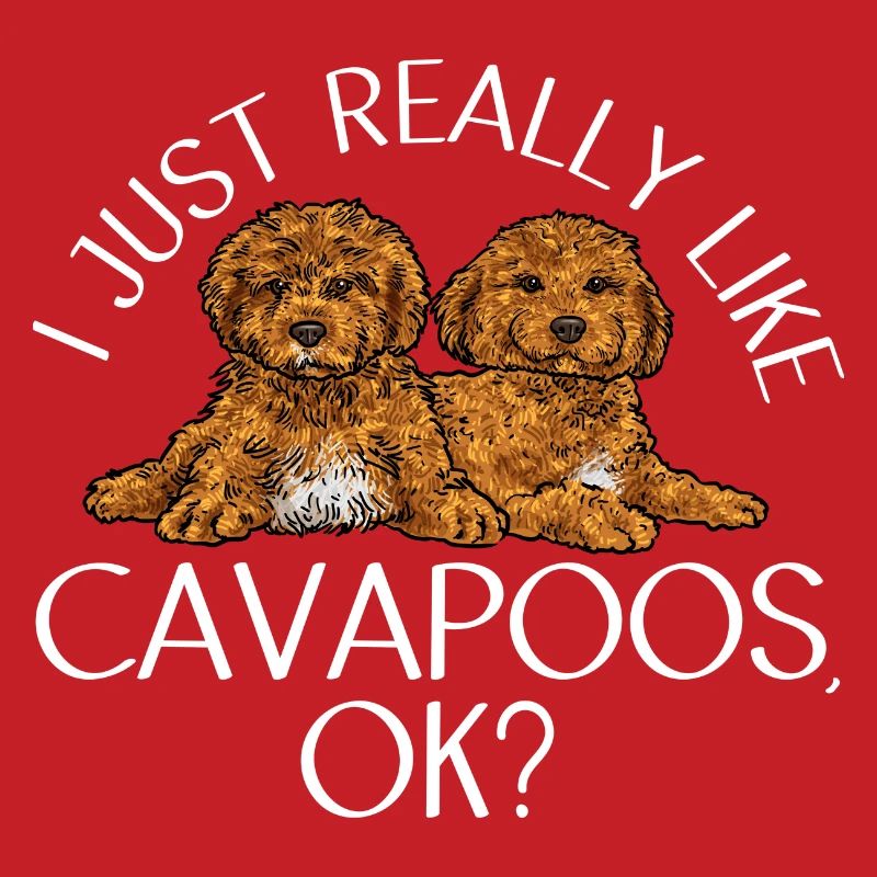 Cavapoo Cavoodle Capoodle Chien