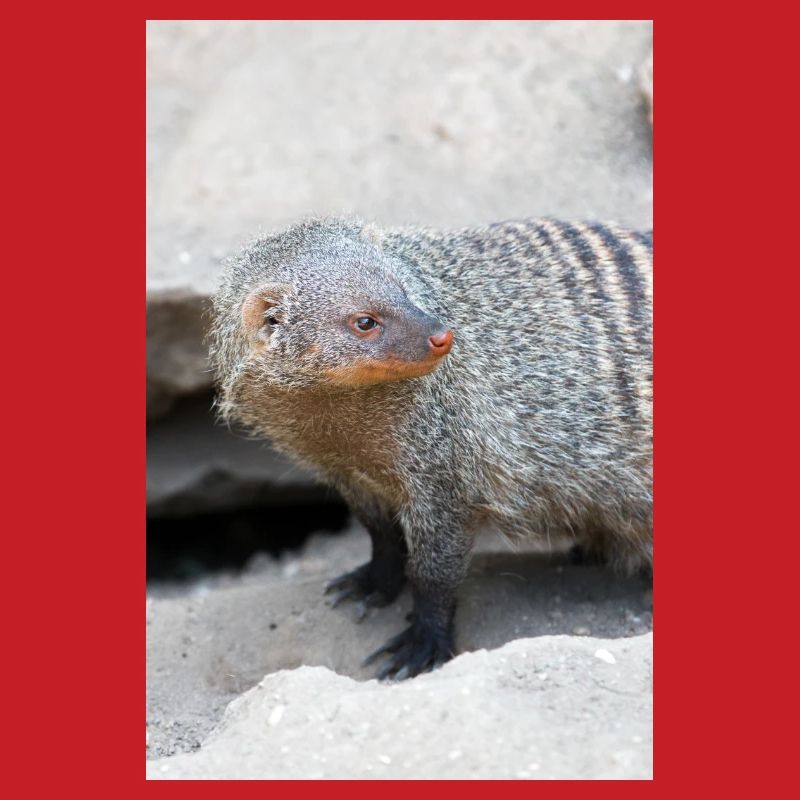 Gebänderte Manguste oder Zebramanguste