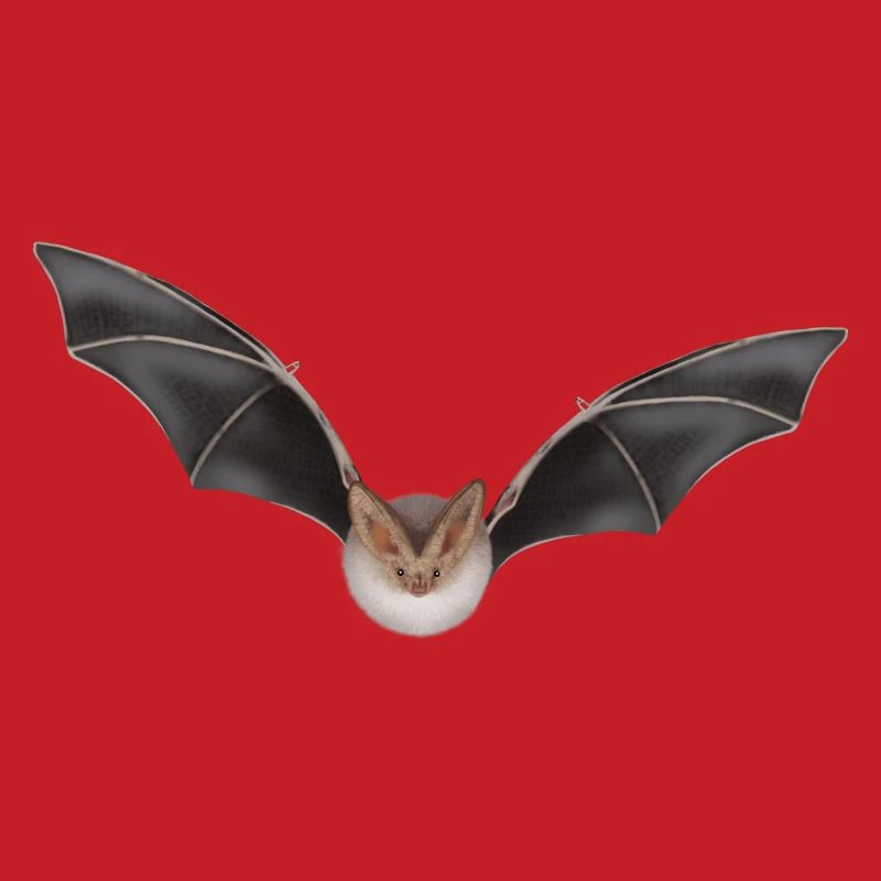 Night Bat Wing Design