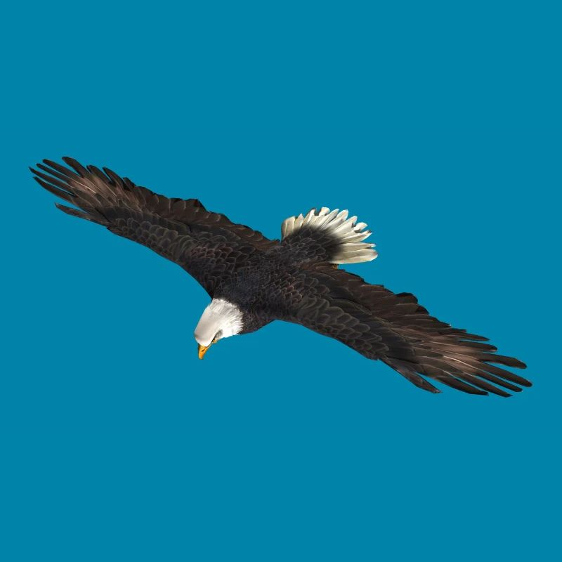 White-tailed Eagle
