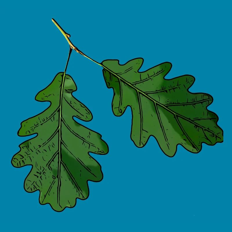 Eichenblatt Eichen Blatt