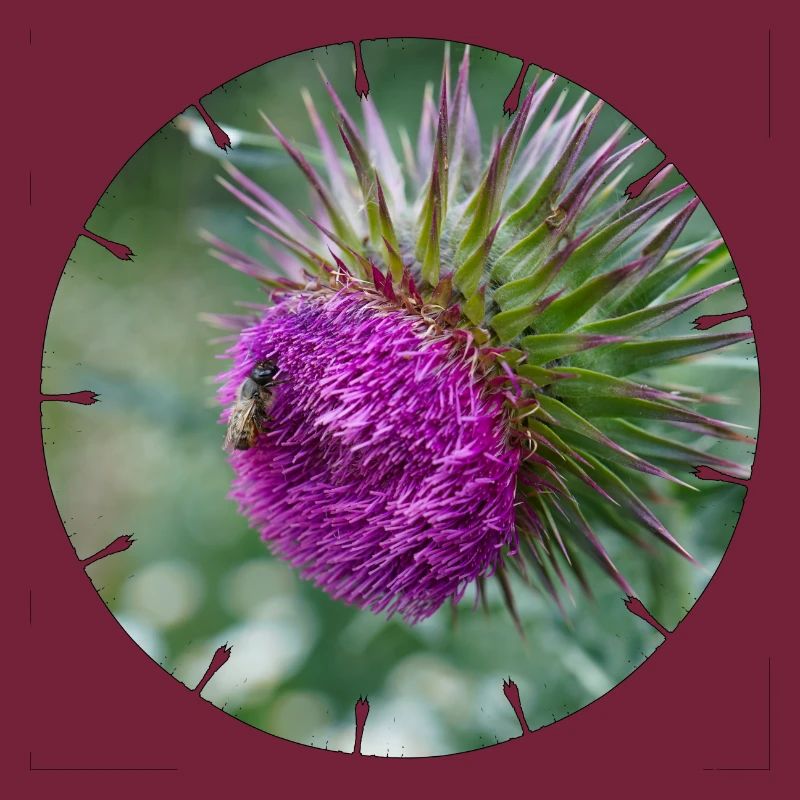 La fleur de chardon est souvent décriée comme une mauvaise herbe