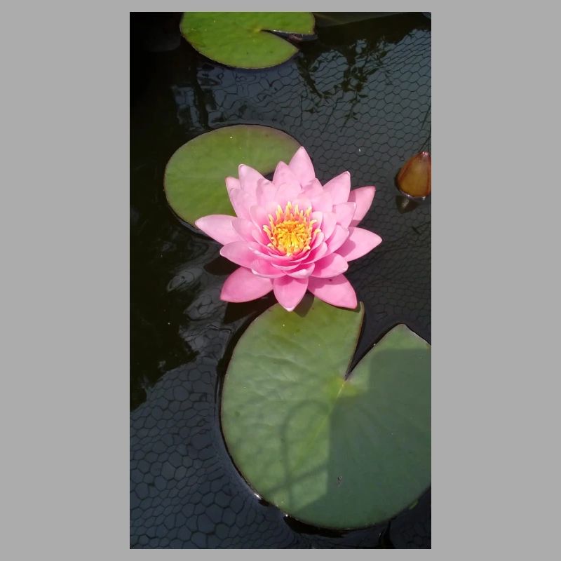 Nénuphar