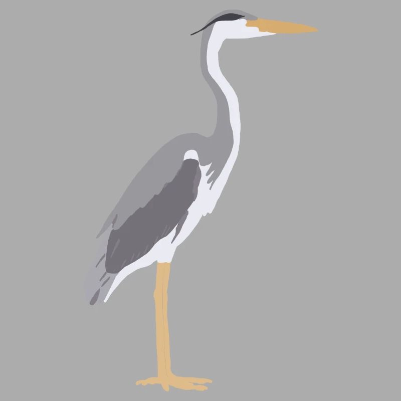 Hérons gris