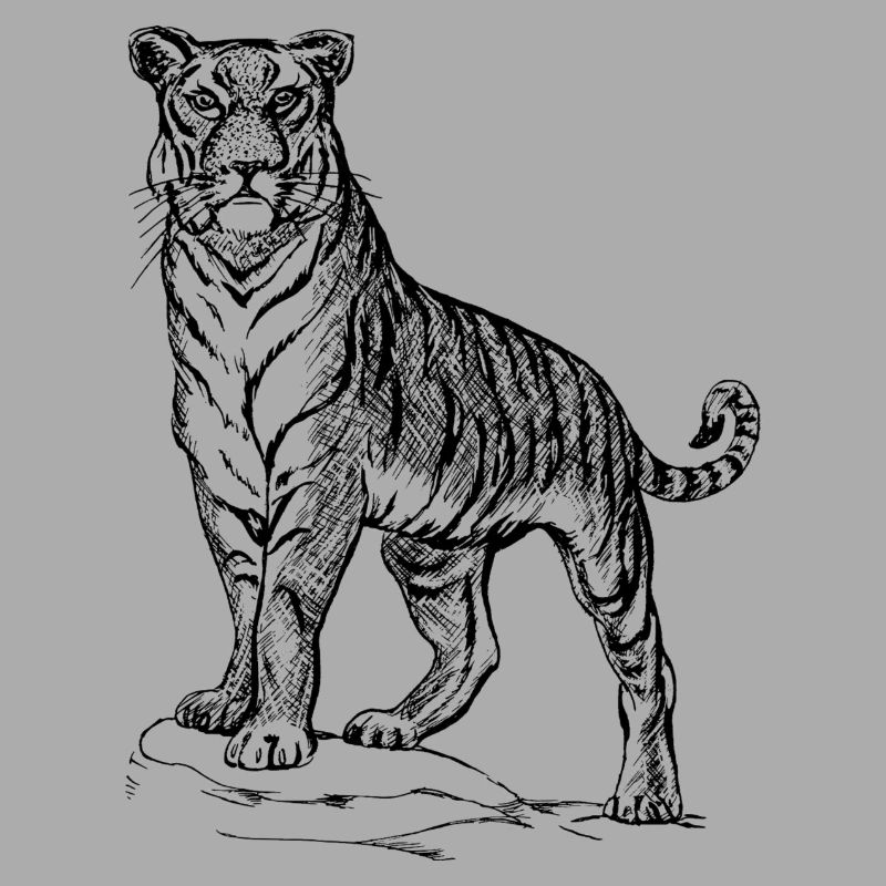 Tiger black and withe
