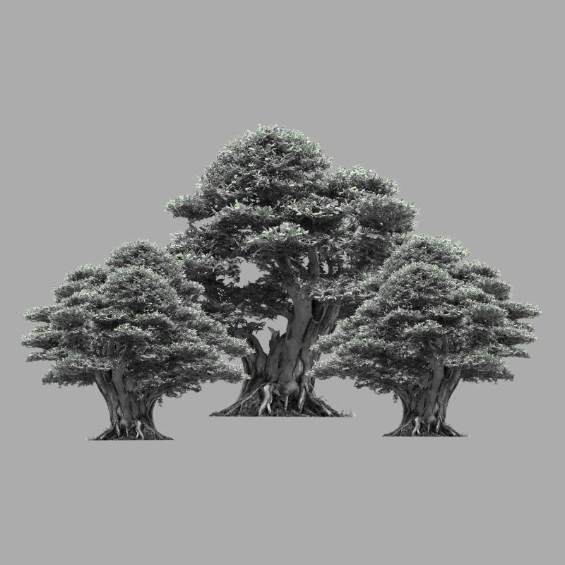Forest, Trees, Nature, Tree, Deciduous Tree, Climate, Flora