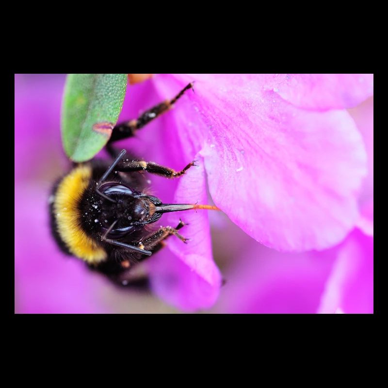 Bee on the violet