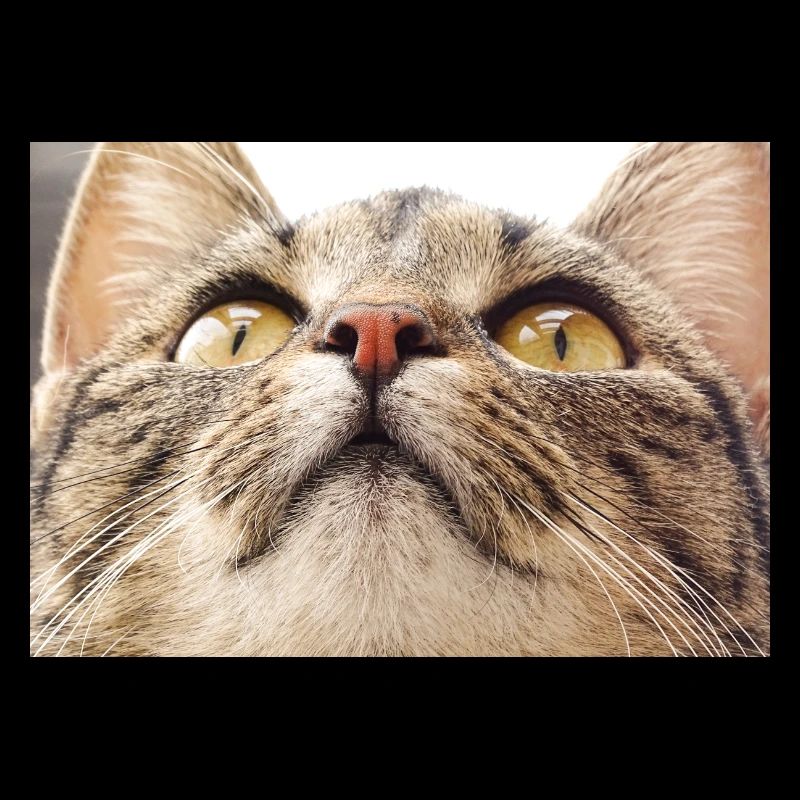 Katzengesicht von Minka