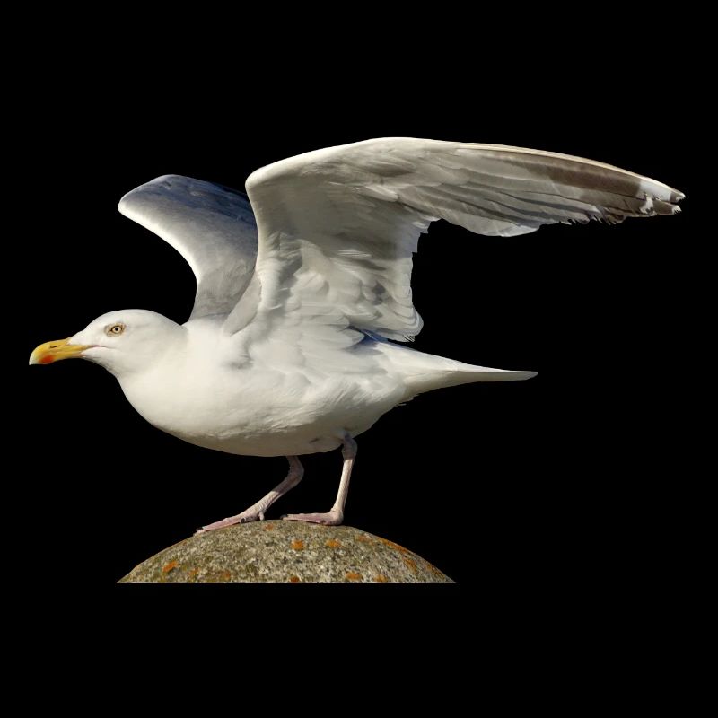seagull gull moewe2