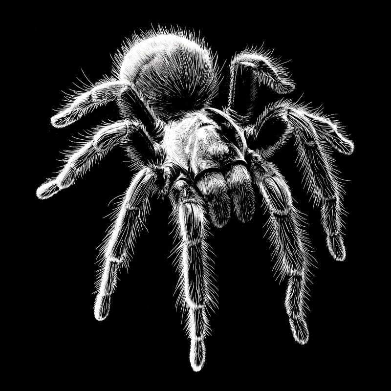 Tarentule Portrait Araignée Araignées Animaux