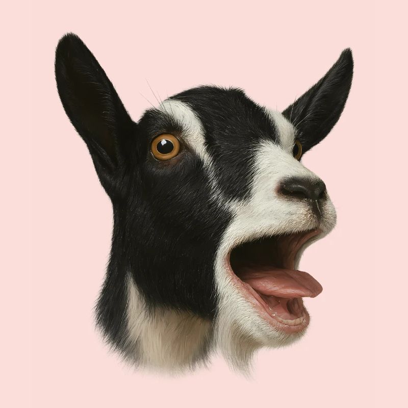 Chèvre Chèvre Élevage Chèvre Fermier Chèvre Noire