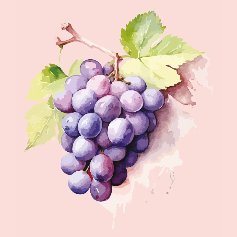 Grappe d’aquarelle de raisins