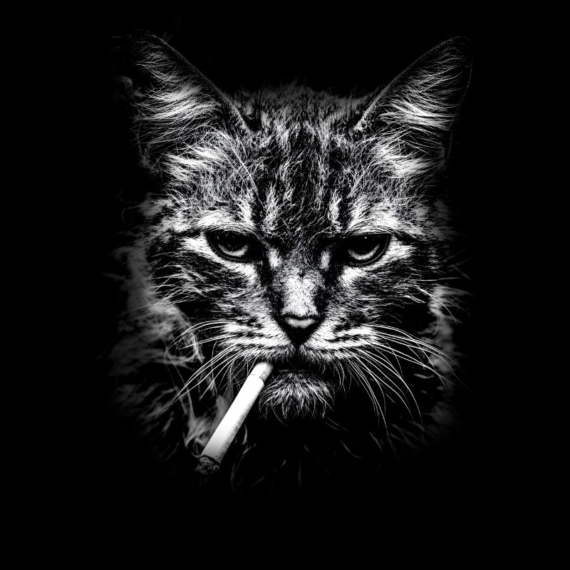 Rauchen, Zigarette, Katze raucht eine Zigarette
