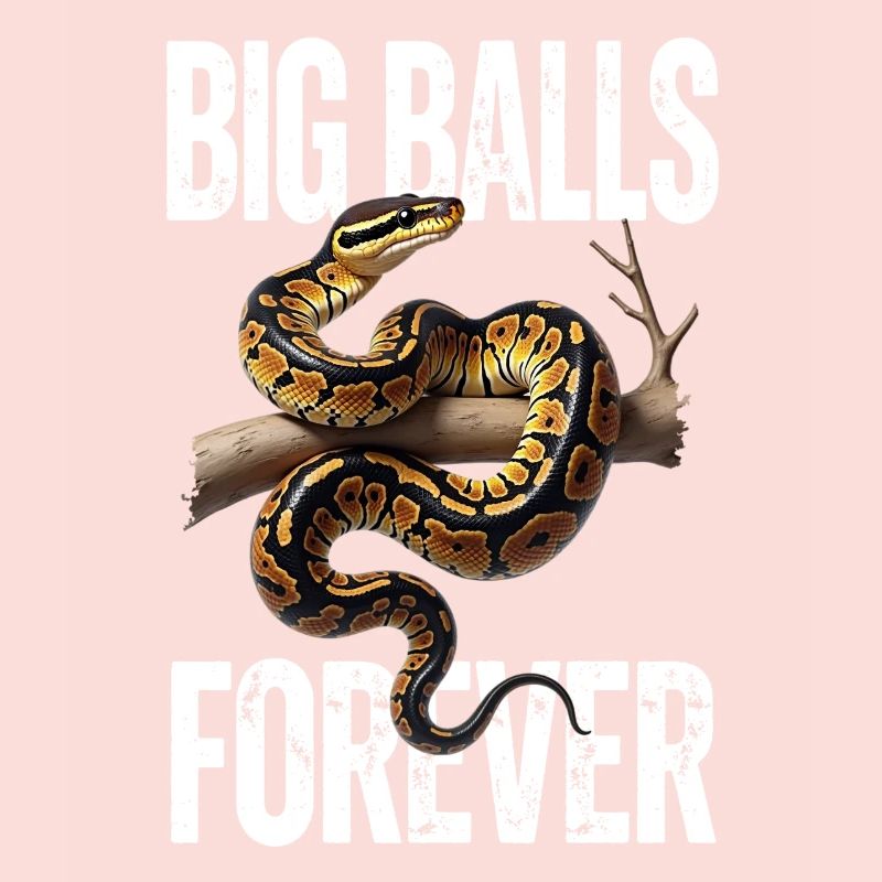 Königspython Schlangen Liebhaber Terrarium Python