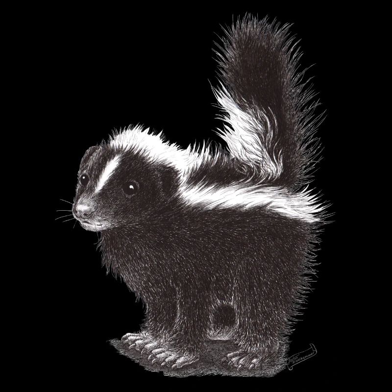 Cute cool skunk